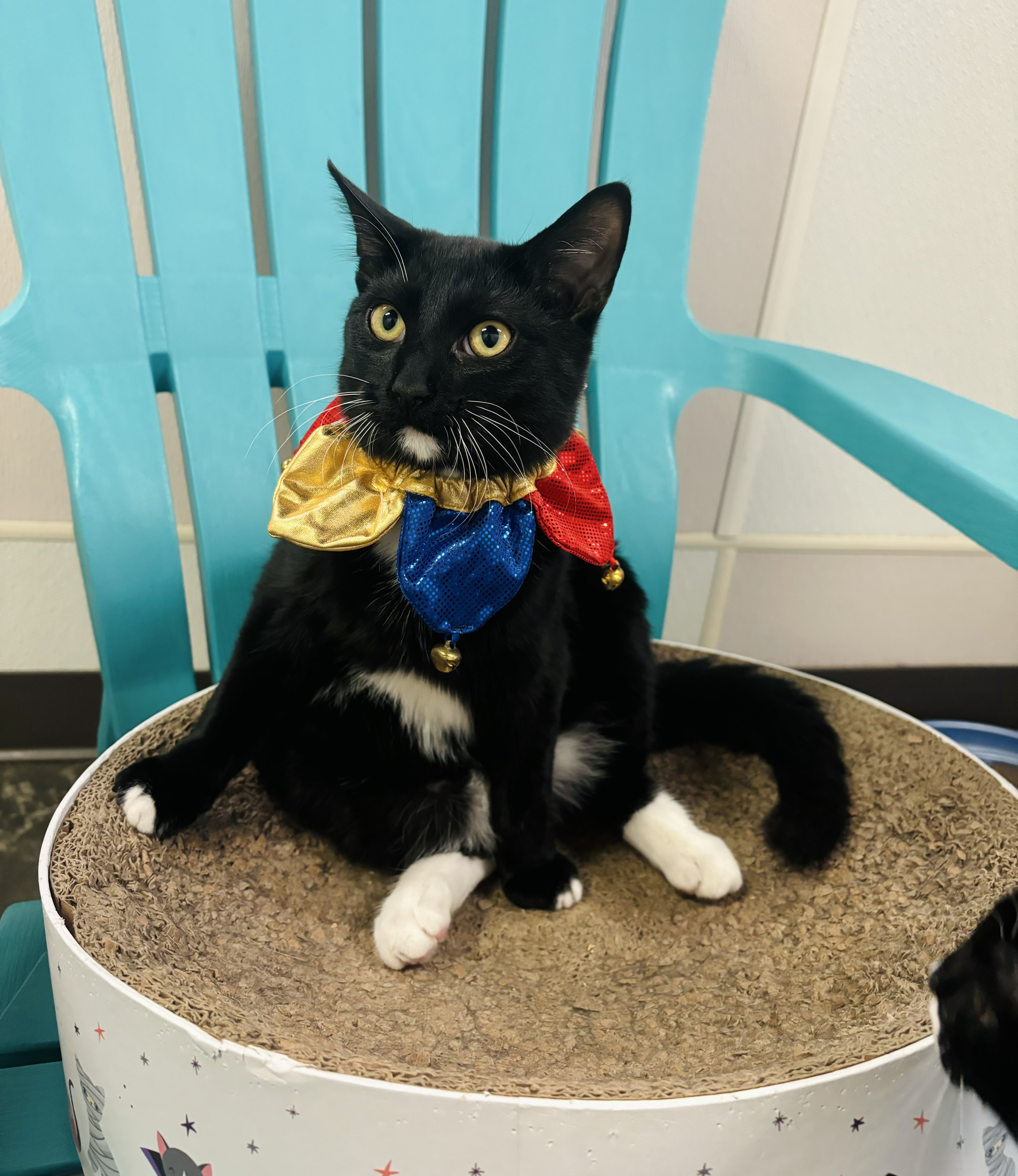 Mr. Tod, Young Male Domestic Short Hair