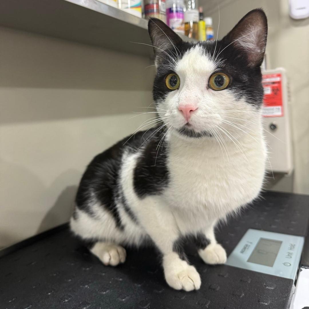 Enlarge Reebok, a ADOPTABLE Domestic Short Hair in Monaca, PA image 1/1