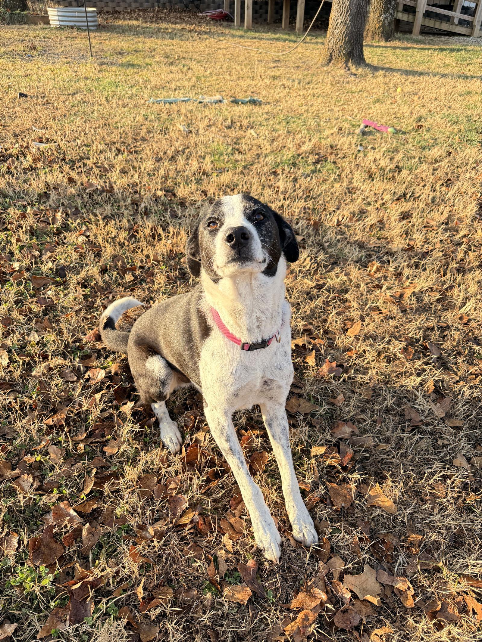 Enlarge BoJangles, a Adoptable Border Collie in Prague, OK image 1/3