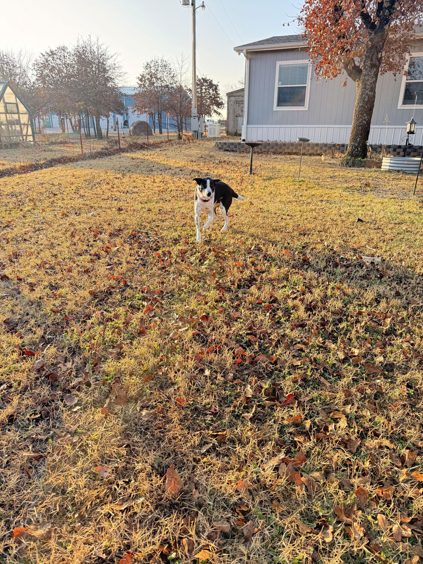 Enlarge BoJangles, a Adoptable Border Collie in Prague, OK image 2/3