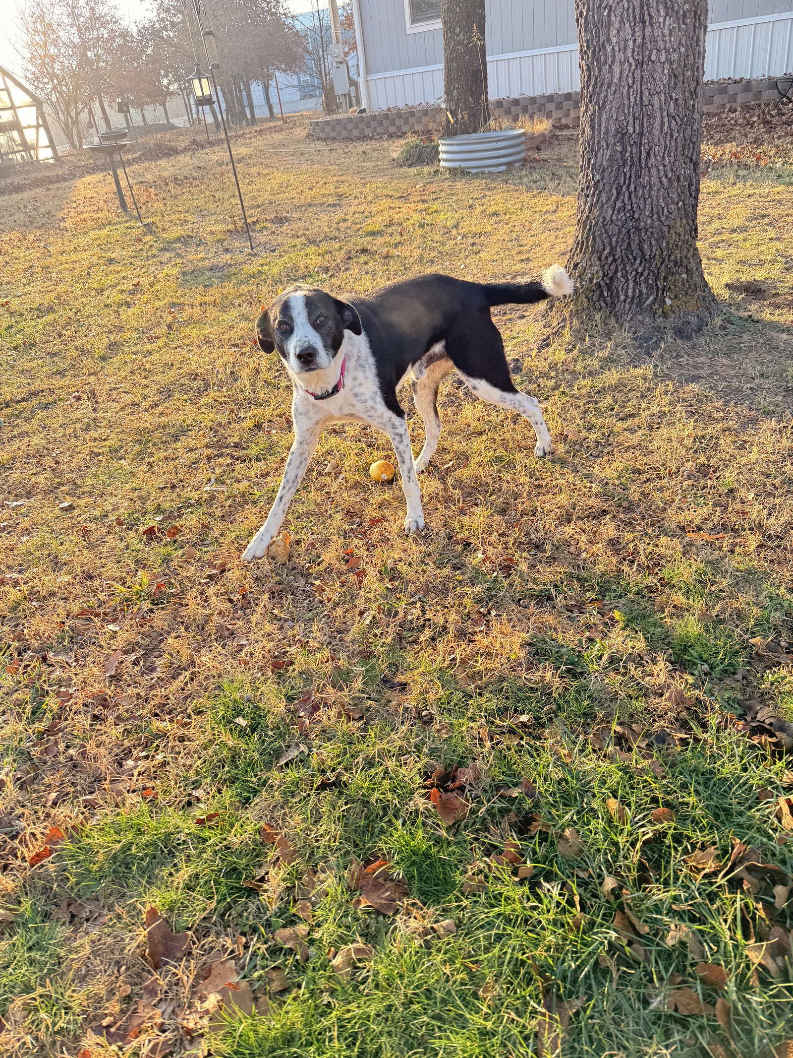 Enlarge BoJangles, a Adoptable Border Collie in Prague, OK image 3/3