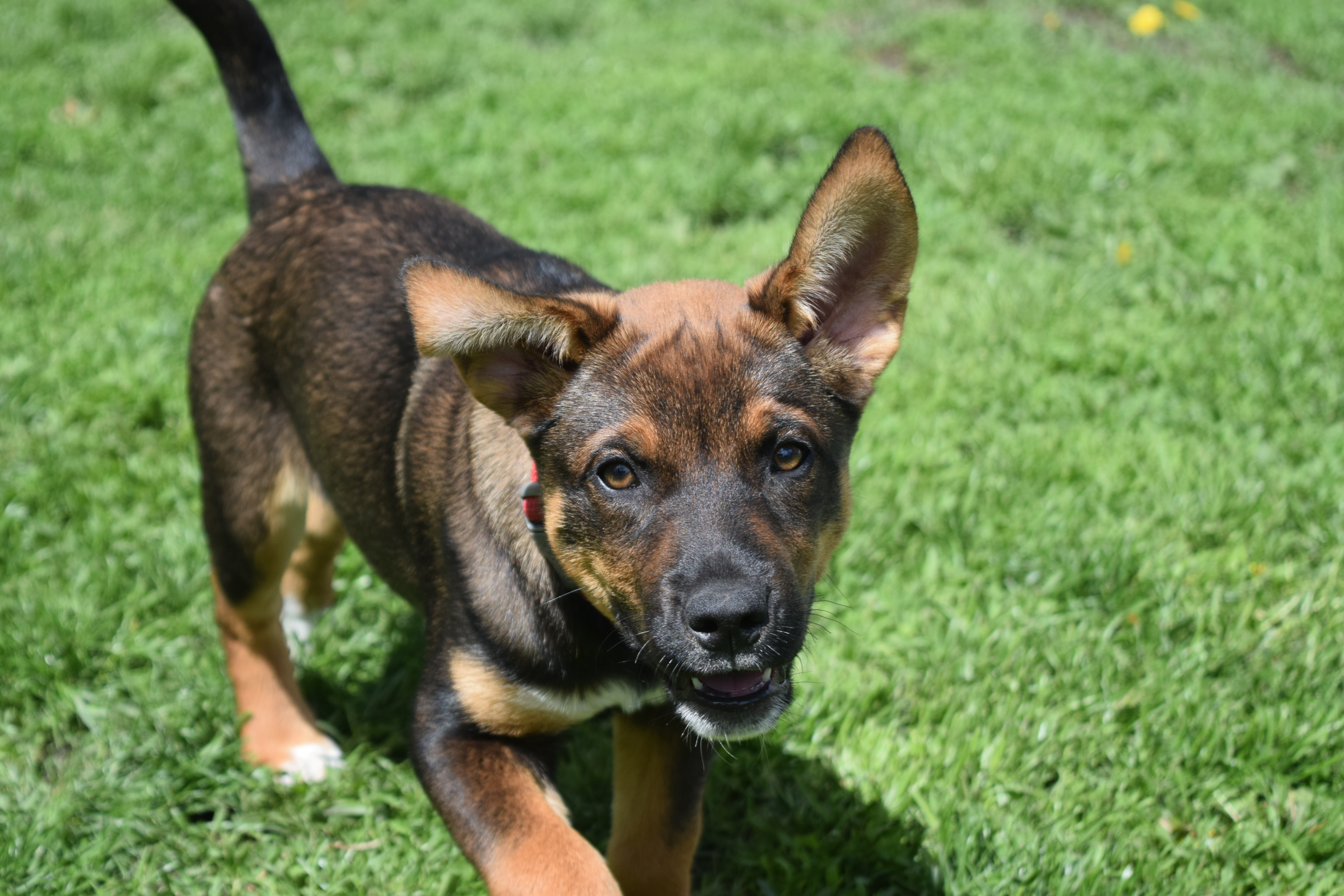 Enlarge Audie, a Adopted Shepherd in Mountain Lake, MN image 3/6