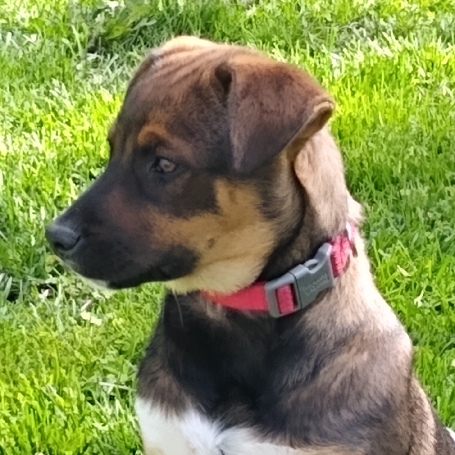 Enlarge Audie, a Adopted Shepherd in Mountain Lake, MN image 2/6