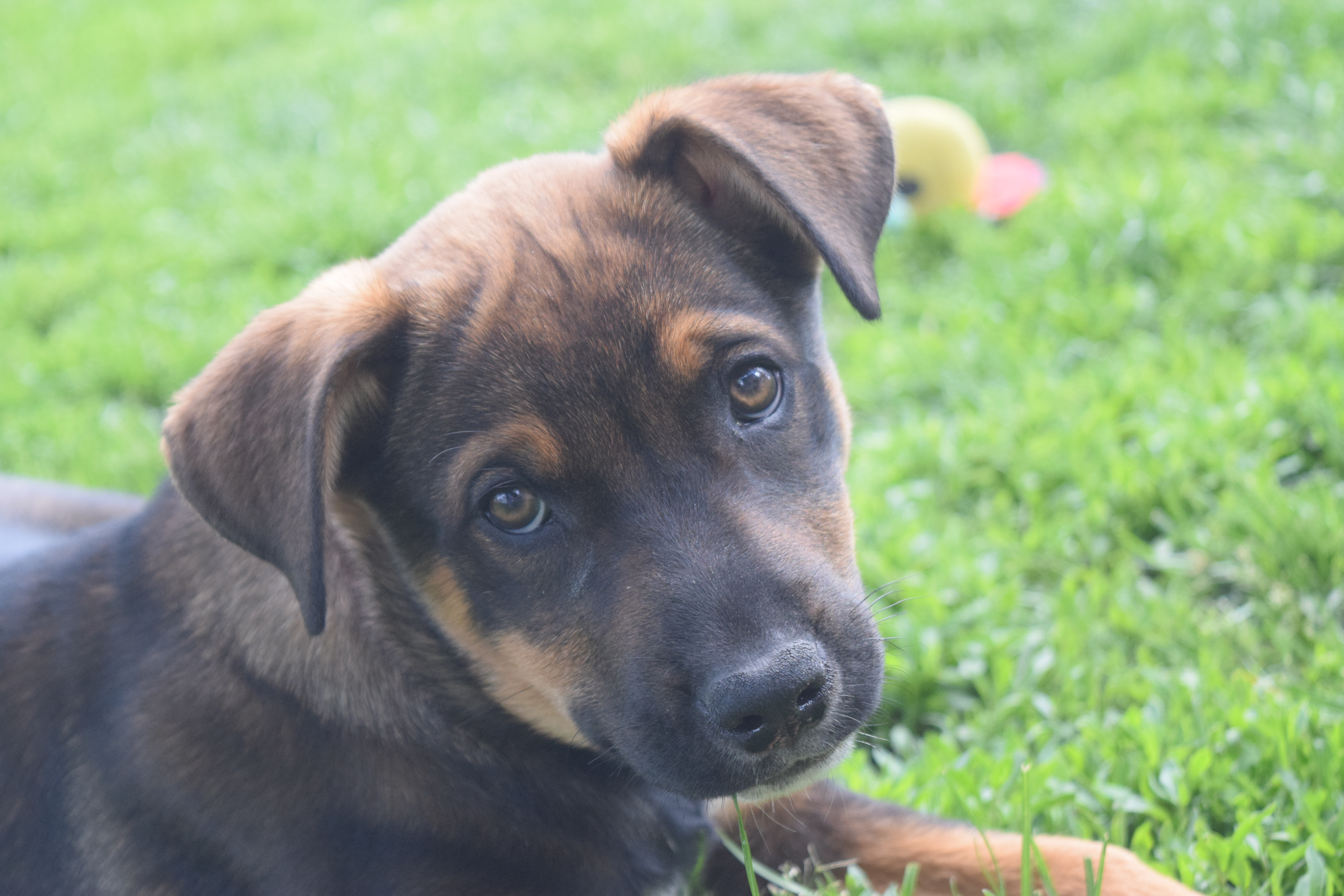Enlarge Audie, a Adopted Shepherd in Mountain Lake, MN image 4/6
