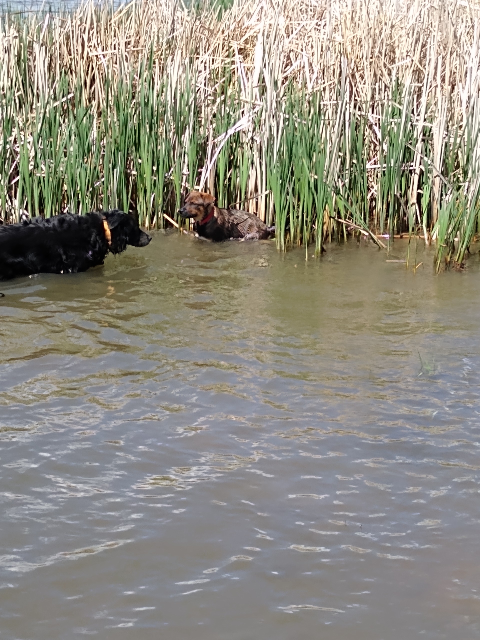 Enlarge Audie, a Adopted Shepherd in Mountain Lake, MN image 6/6