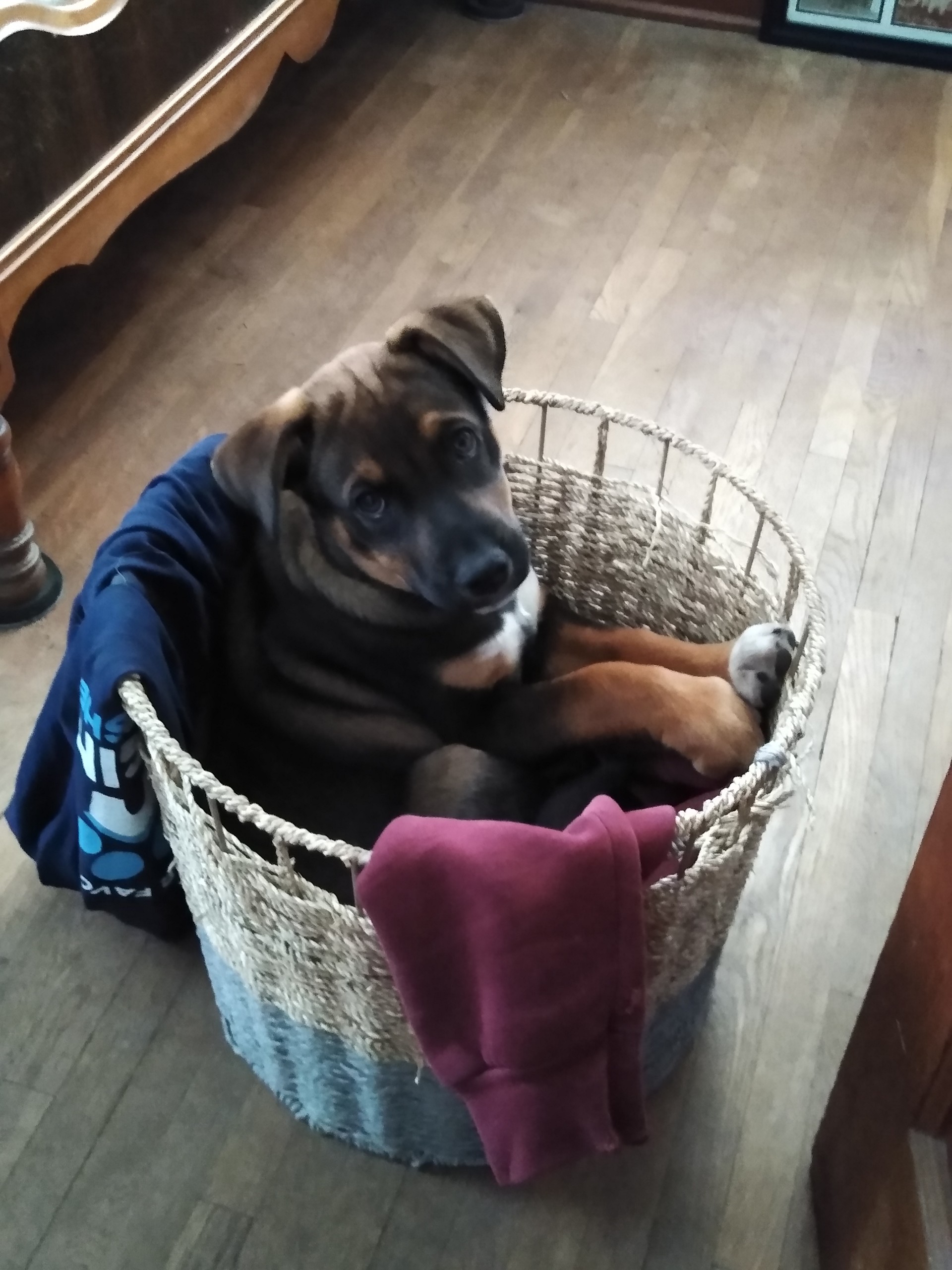 Audie, Adopted, Puppy Male Shepherd.