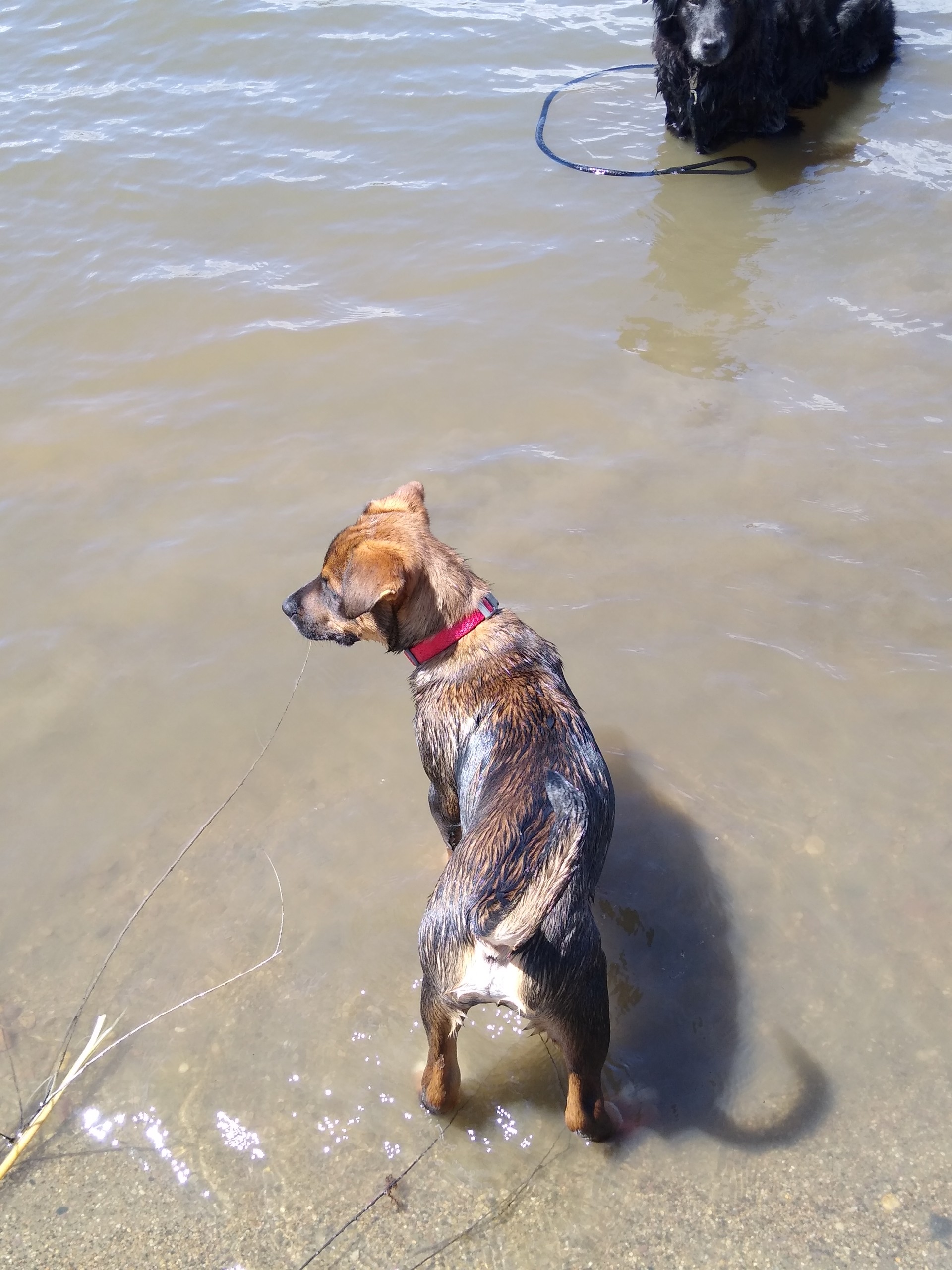 Enlarge Audie, a Adopted Shepherd in Mountain Lake, MN image 5/6