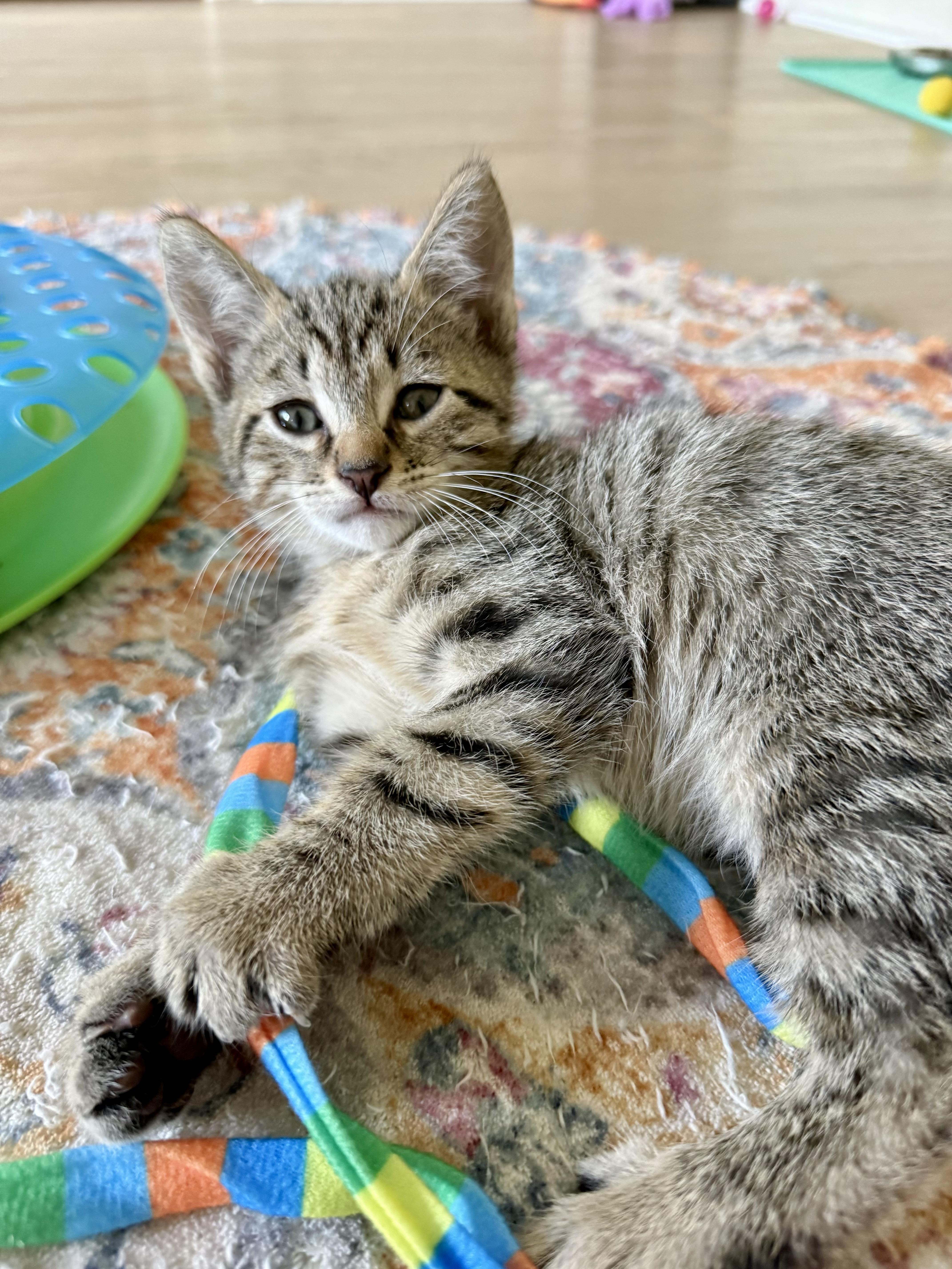 Jake from State Farm, an adopted Domestic Short Hair in Montclair, NJ image 3/6