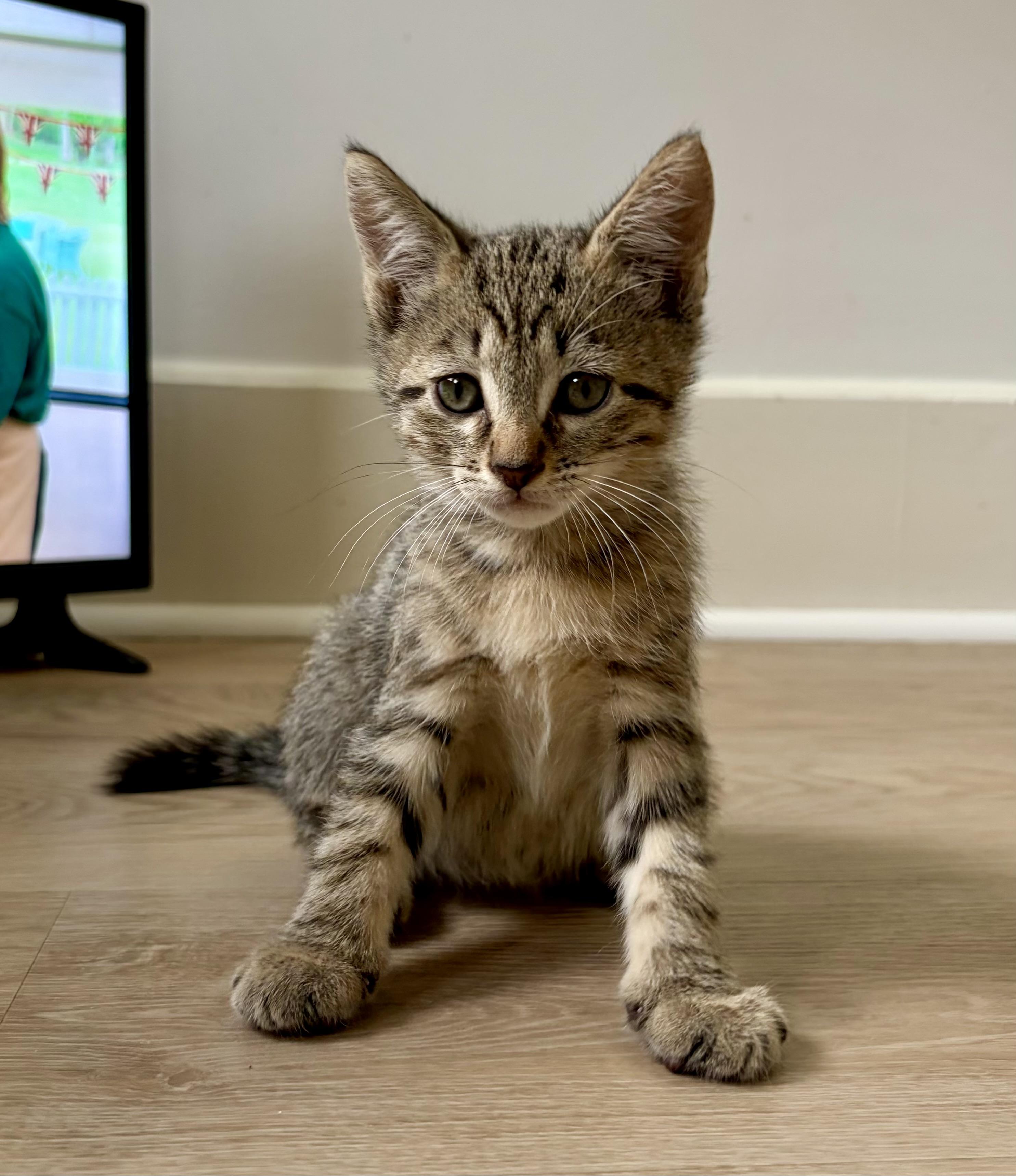 Jake from State Farm, an adopted Domestic Short Hair in Montclair, NJ image 5/6