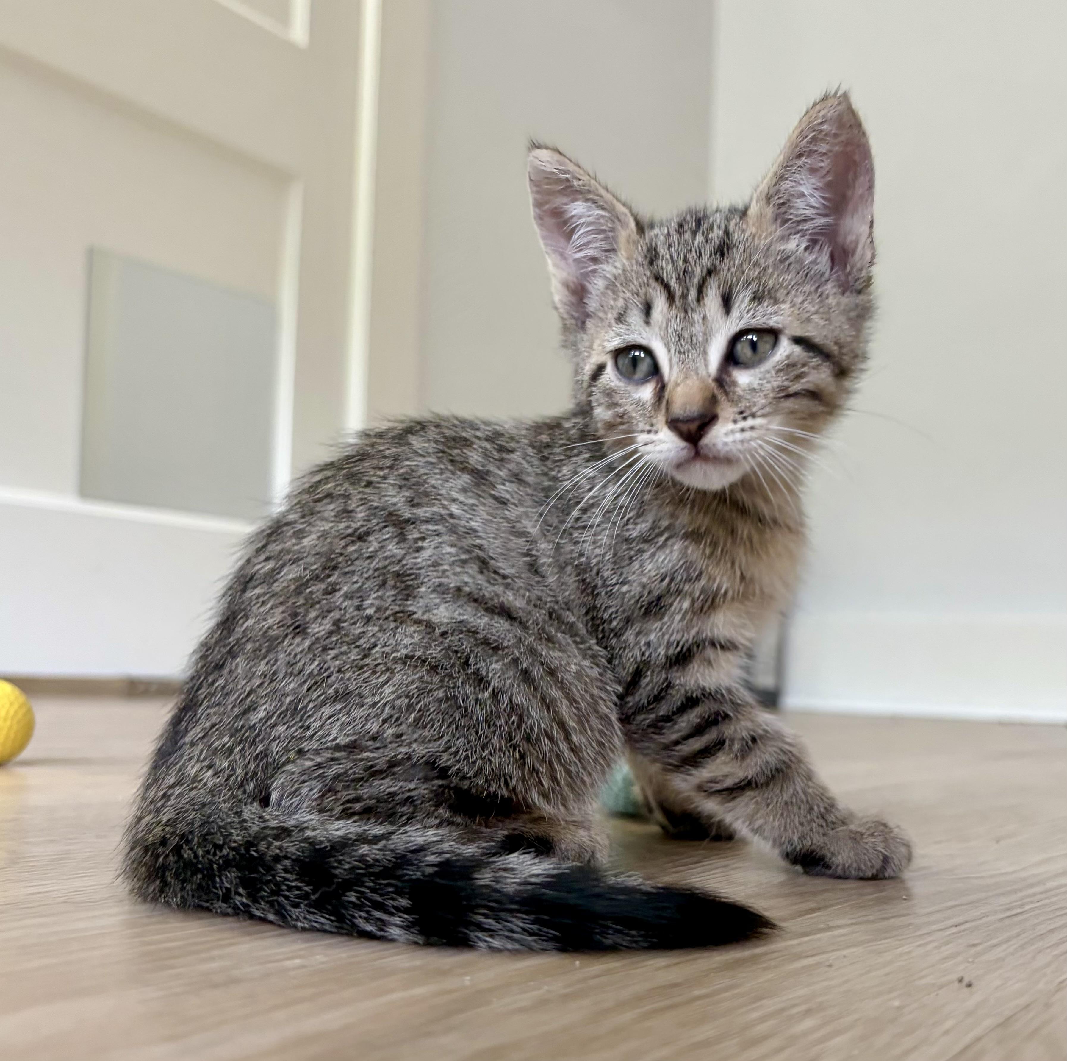Jake from State Farm, an adopted Domestic Short Hair in Montclair, NJ image 4/6