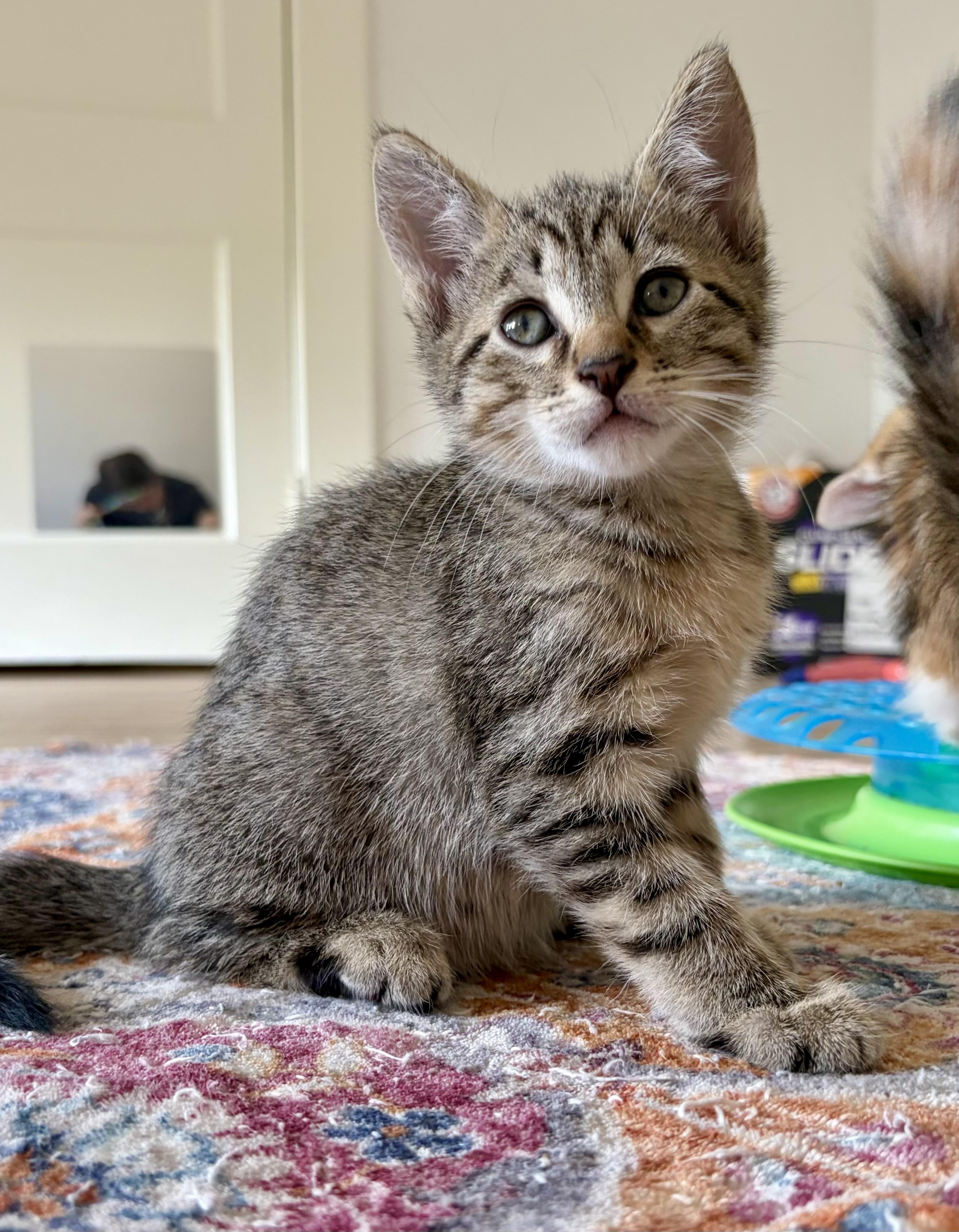 Jake from State Farm, an adopted Domestic Short Hair in Montclair, NJ image 2/6