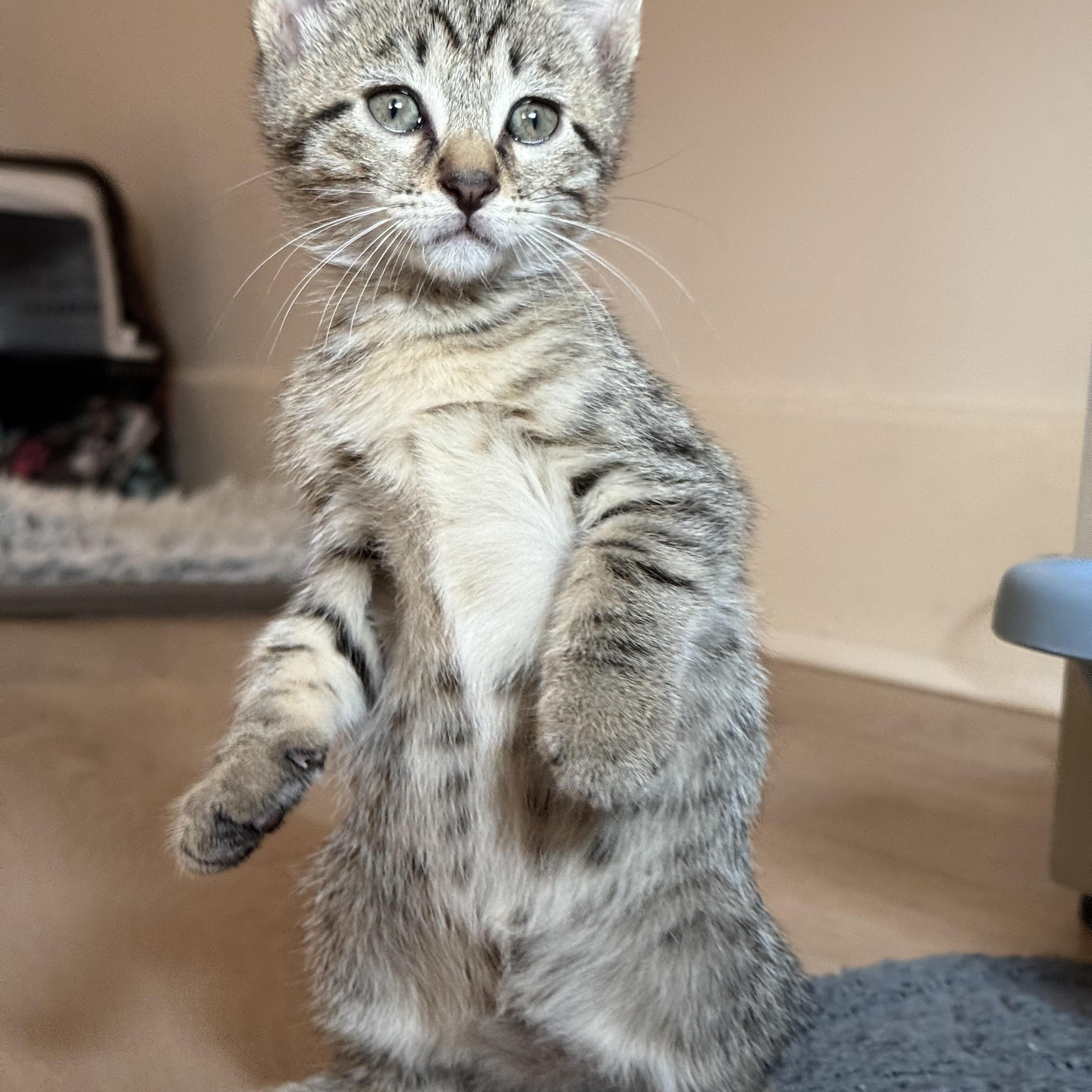 Jake from State Farm, an adopted Domestic Short Hair in Montclair, NJ image 1/6