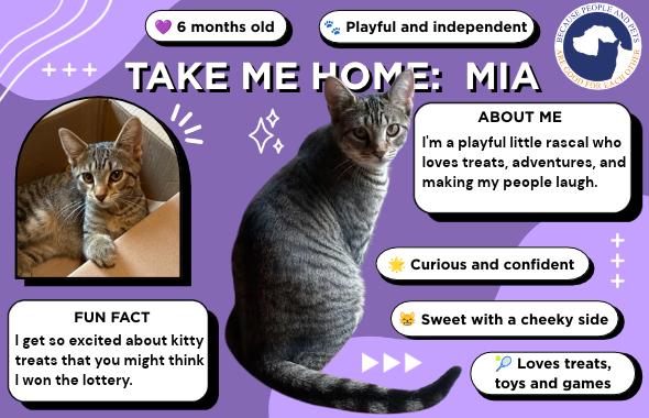 Enlarge Mia, a Adoptable Tabby in Oswego, NY image 4/4