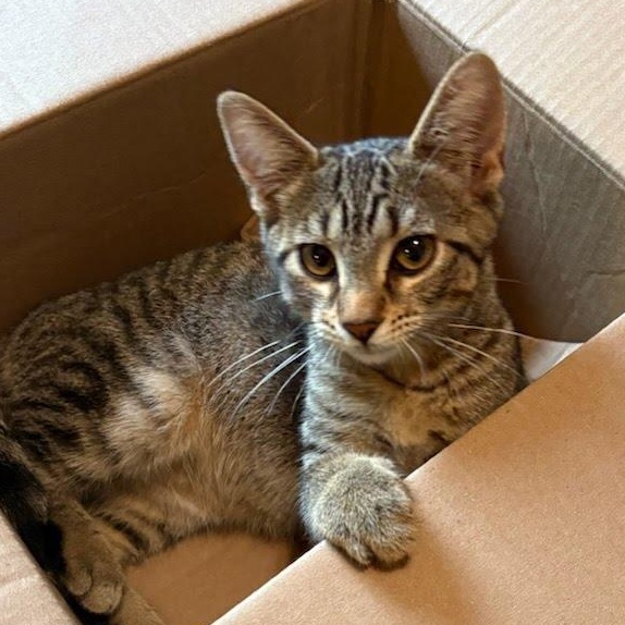 Enlarge Mia, a Adoptable Tabby in Oswego, NY image 2/4