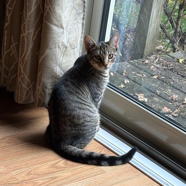 Enlarge Mia, a Adoptable Tabby in Oswego, NY image 1/4