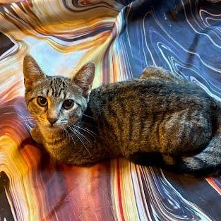 Enlarge Mia, a Adoptable Tabby in Oswego, NY image 3/4