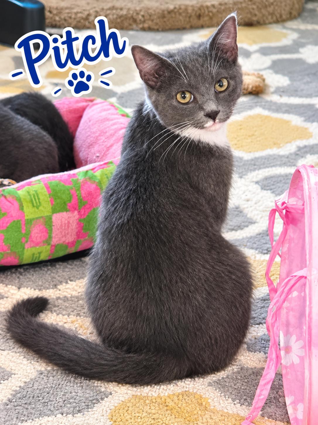 Pitch...is perfect, Adoptable, Kitten Male Domestic Short Hair & Tuxedo.