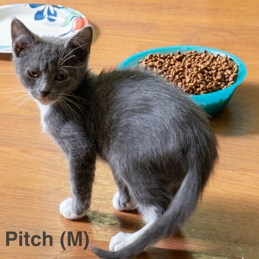Enlarge Pitch...is perfect, a Adoptable mixed breed in Murfreesboro, TN image 2/2
