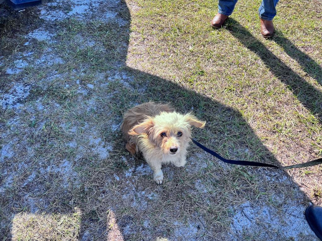 Enlarge Lily, a Adopted Terrier in Wauchula, FL image 1/1