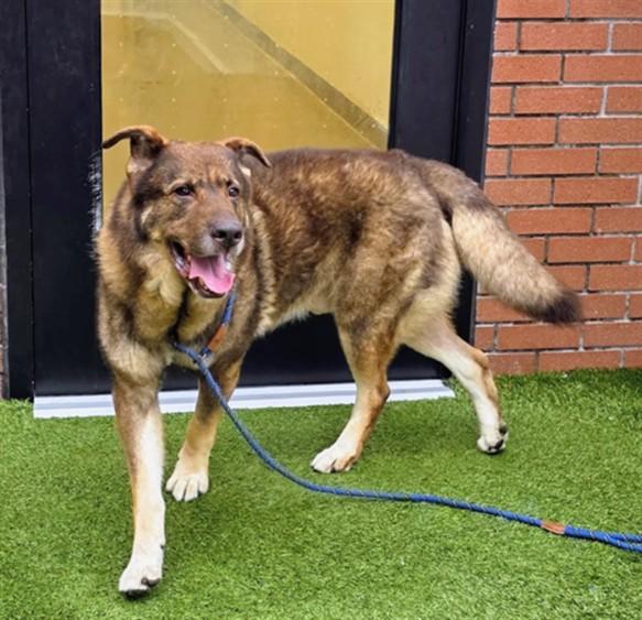 Enlarge BEAR, a Adoptable mixed breed in Toledo, OH image 1/1
