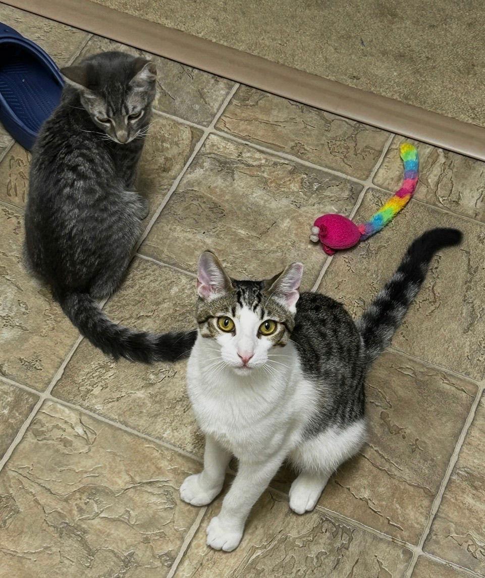 Simon & Harvey (Courtesy Post), Adoptable, Adult Male Domestic Short Hair.
