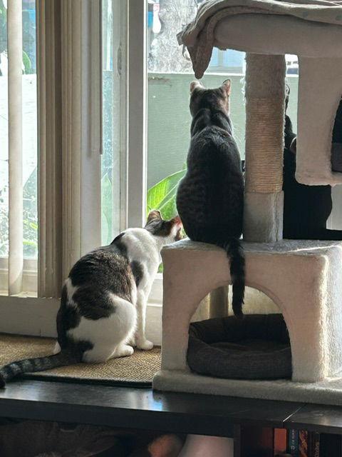 Enlarge Simon & Harvey (Courtesy Post), a Adoptable Domestic Short Hair in San Jose, CA image 2/3