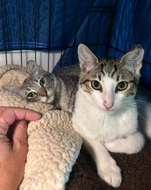 Enlarge Simon & Harvey (Courtesy Post), a Adoptable Domestic Short Hair in San Jose, CA image 3/3
