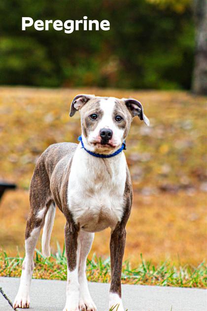 Enlarge Peregrine, a Adoptable mixed breed in Clayton, GA image 1/1