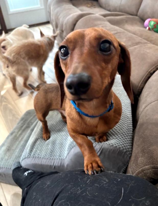 Biscuit, Adoptable, Young Male Dachshund.