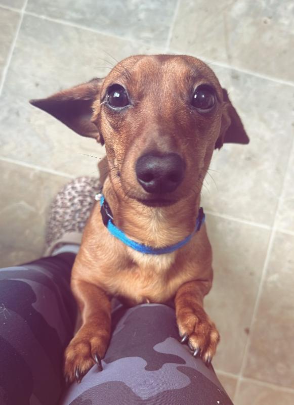 Biscuit, a Adoptable Dachshund in Sioux Falls, SD image 2/3