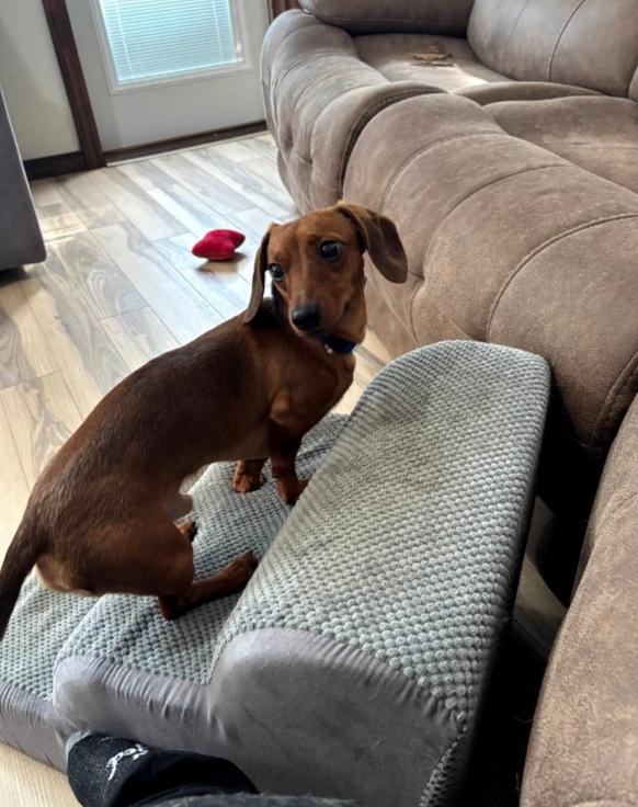 Biscuit, a Adoptable Dachshund in Sioux Falls, SD image 3/3