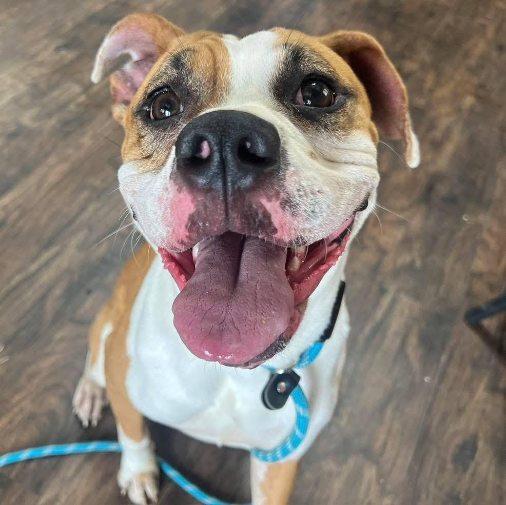 Ava, ADOPTABLE, Young Female Boxer.
