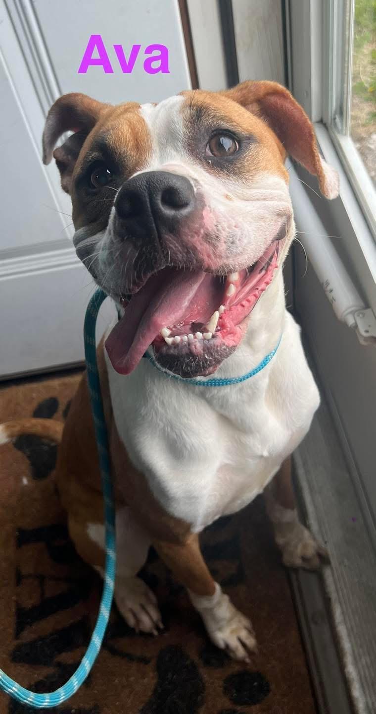 Enlarge Ava, a ADOPTABLE mixed breed in Sullivan, MO image 2/2