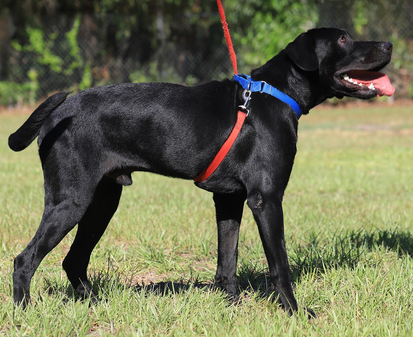 Enlarge Ruger, a Adopted Labrador Retriever in North Fort Myers, FL image 2/3