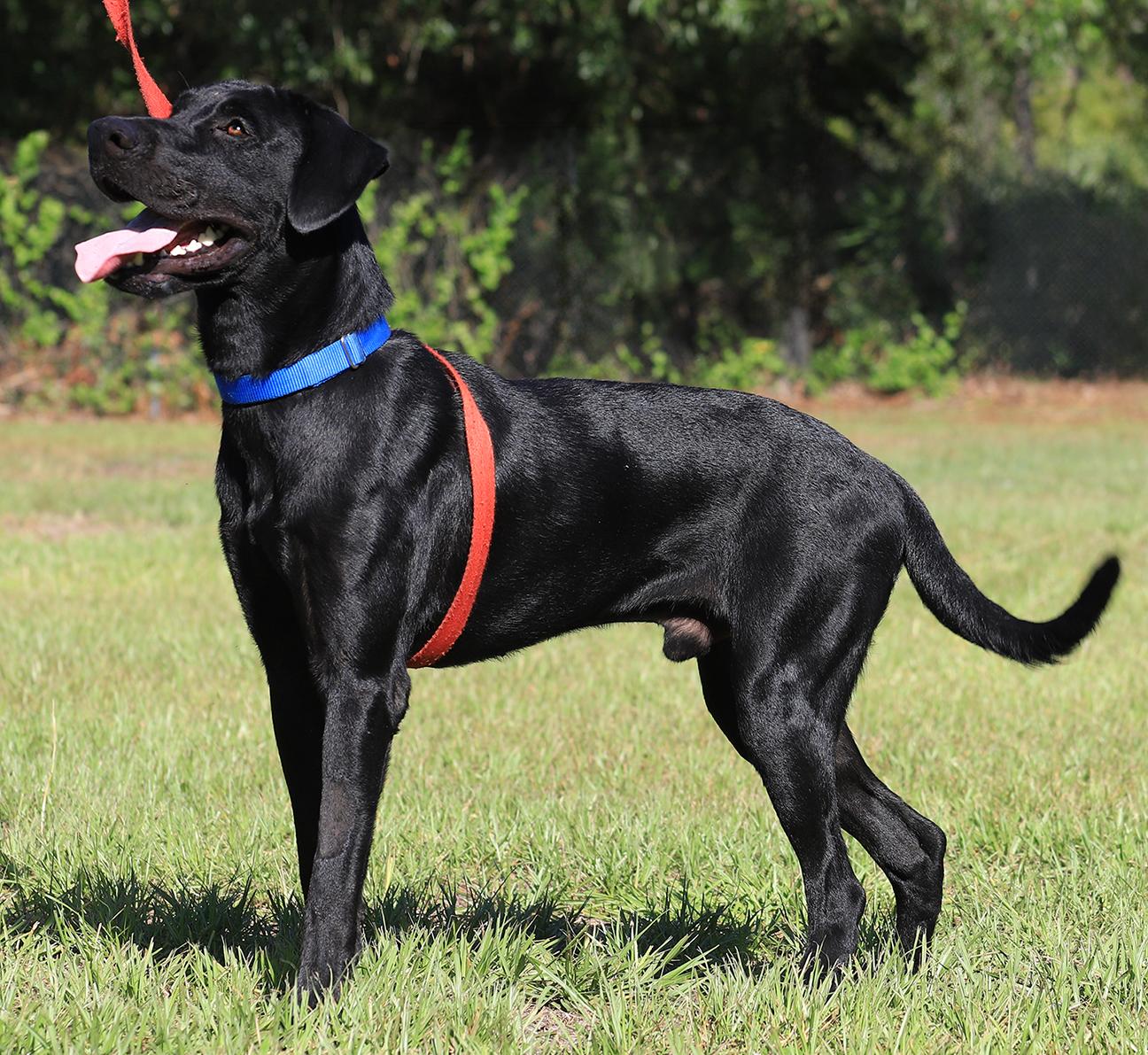 Enlarge Ruger, a Adopted Labrador Retriever in North Fort Myers, FL image 3/3