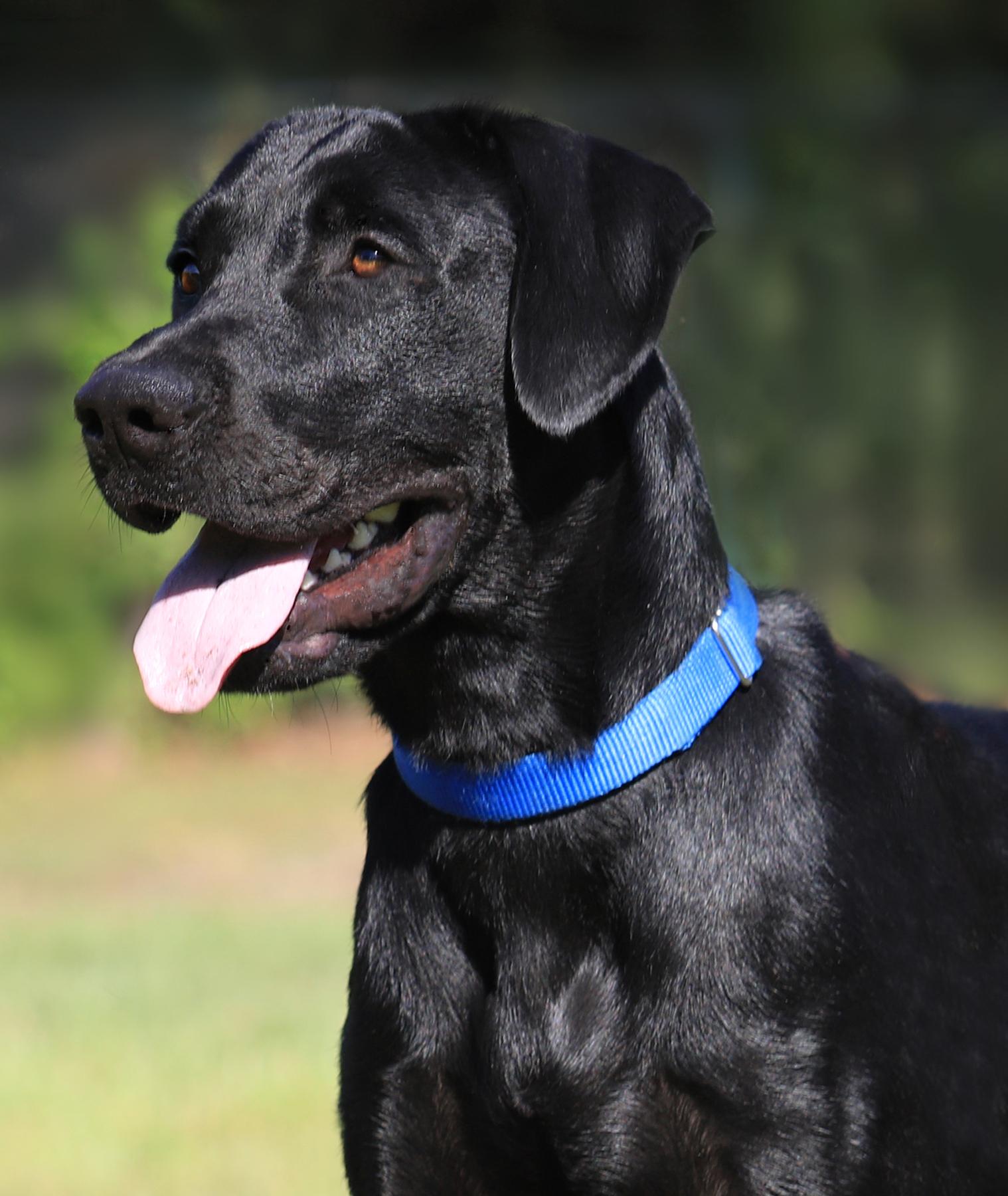 Ruger, Adopted, Young Male Labrador Retriever.