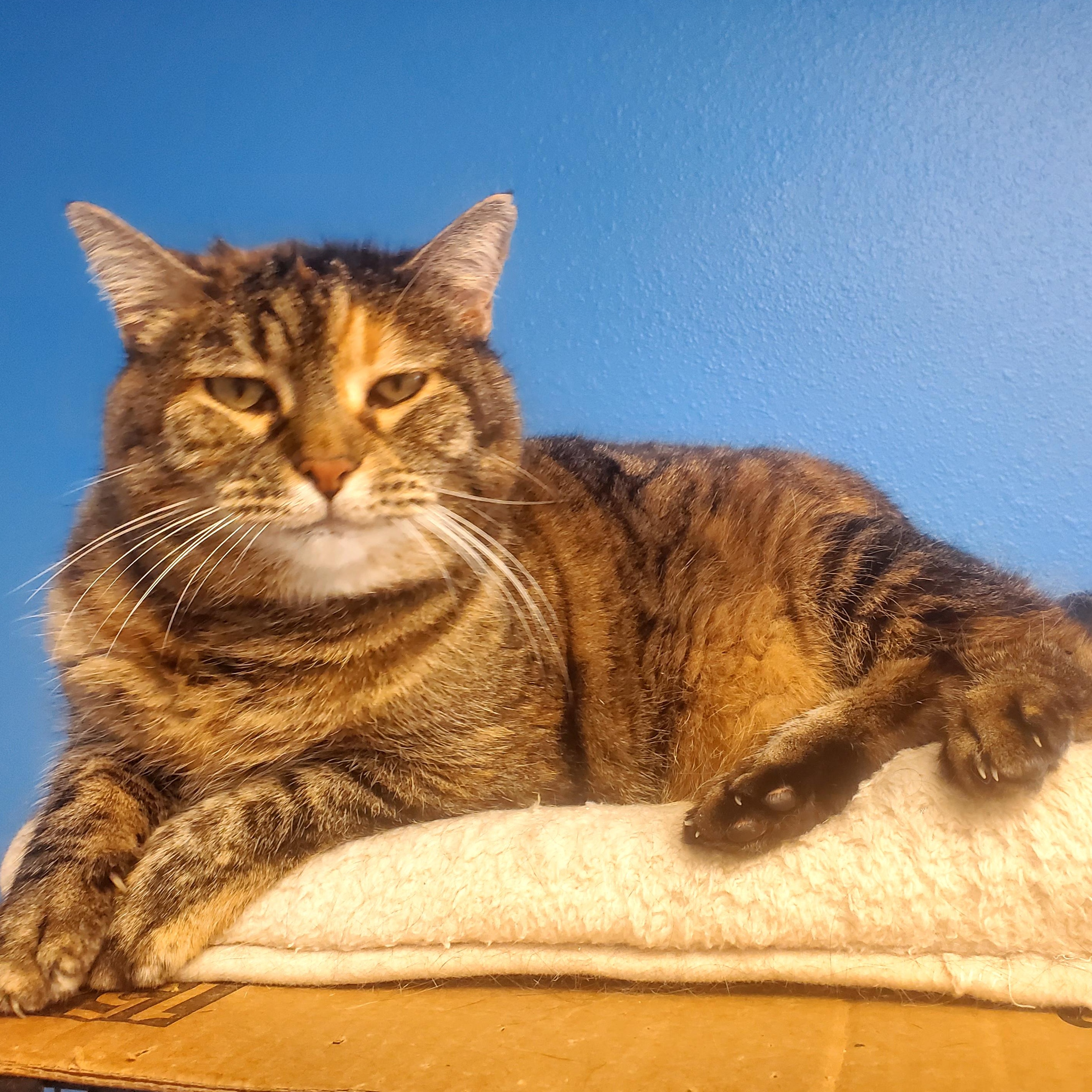 Enlarge Flan, an adopted Domestic Short Hair in Polson, MT image 1/1