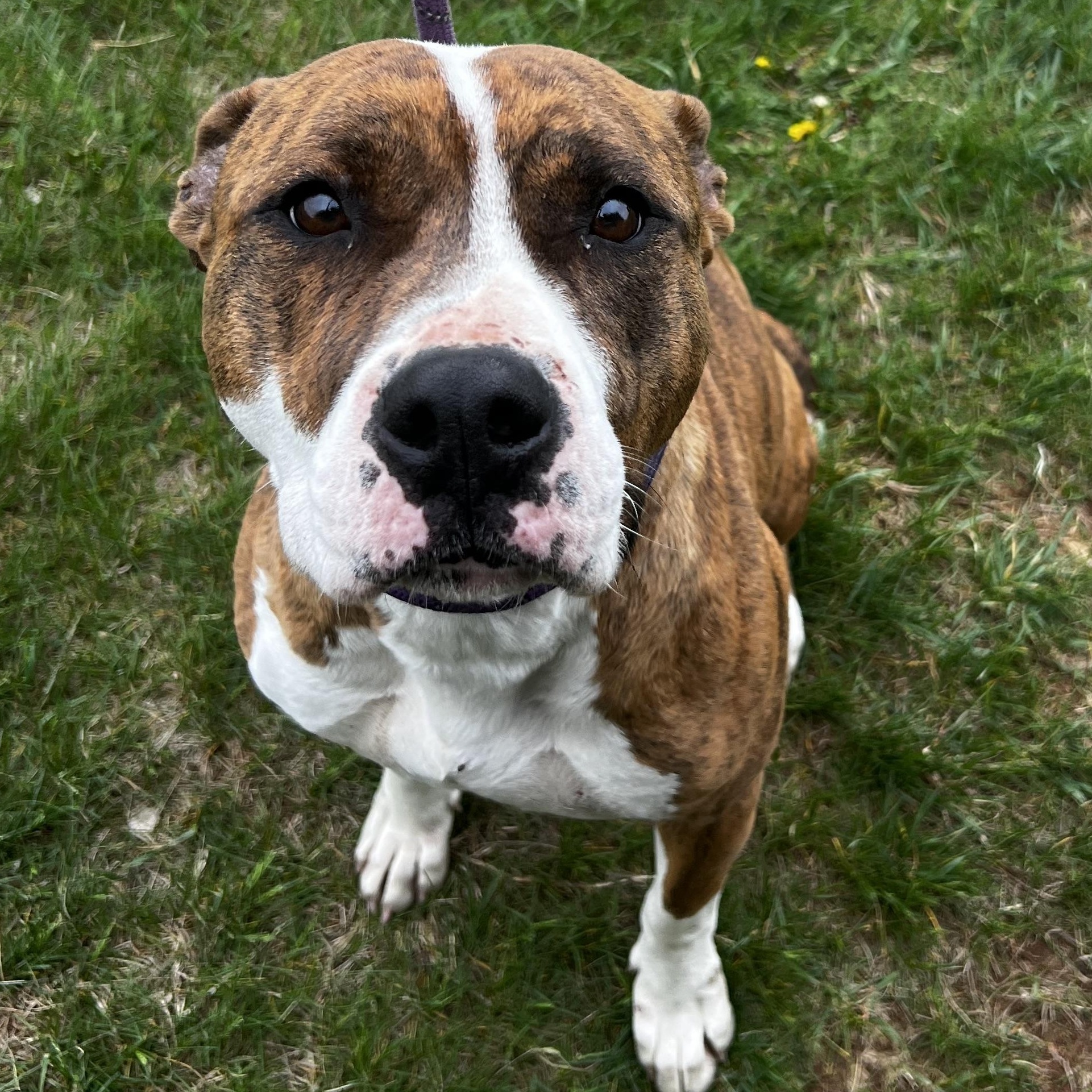 Enlarge Daisy Moo Moo, a ADOPTABLE Pit Bull Terrier in Culpeper, VA image 1/1