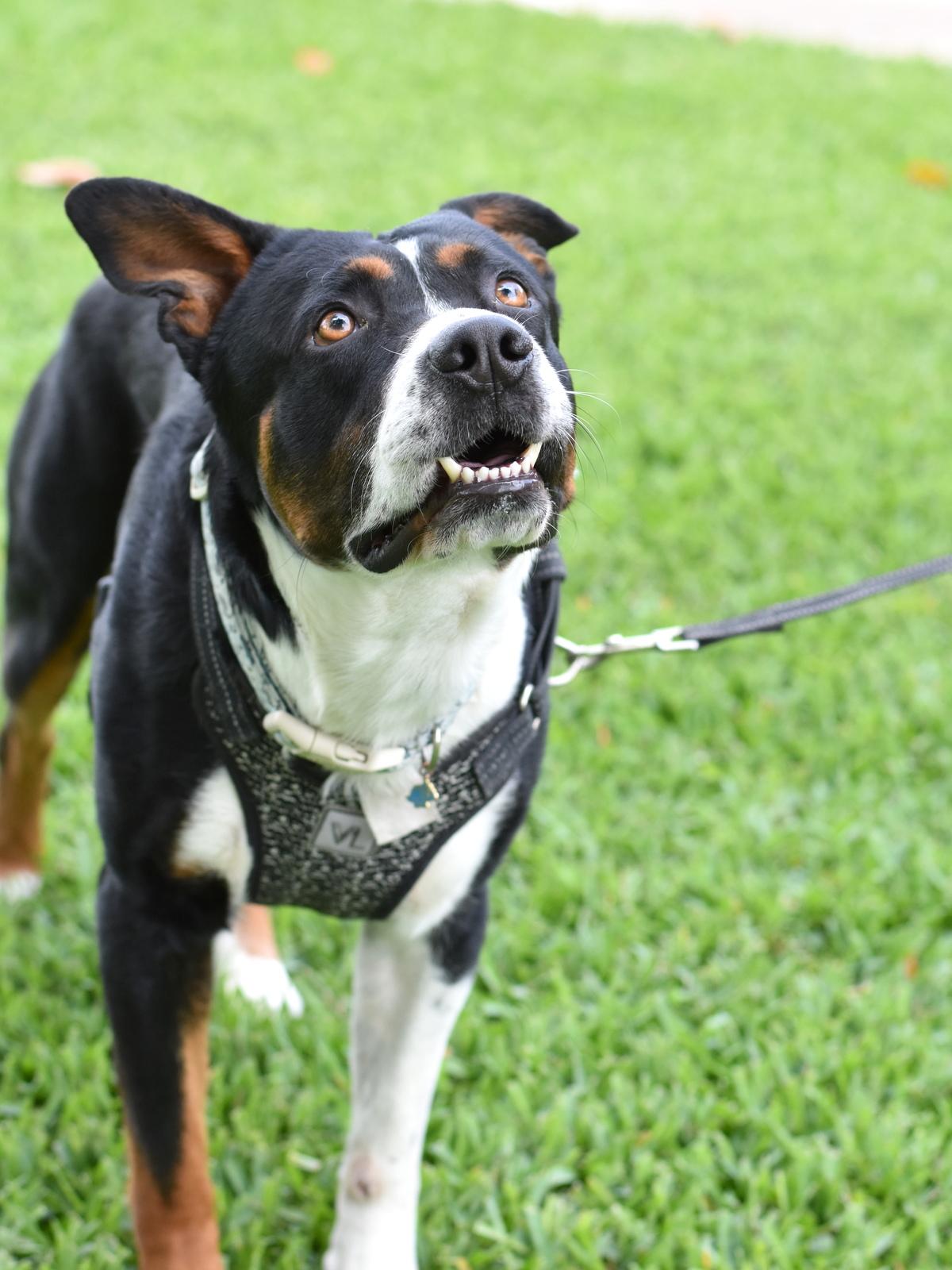 Enlarge Bruno, a Adoptable mixed breed in Grapevine, TX image 2/6