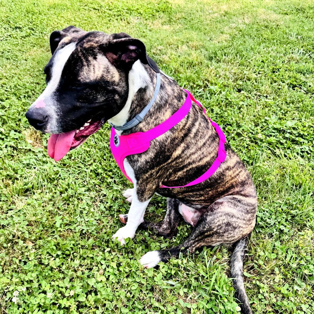 Bella, Adoptable, Young Female Pit Bull Terrier & Mixed Breed.