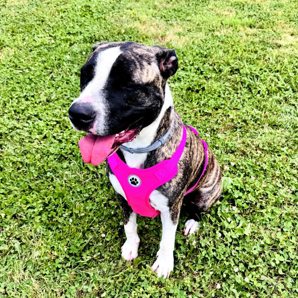 Bella, a Adoptable mixed breed in Springfield, MO image 2/4