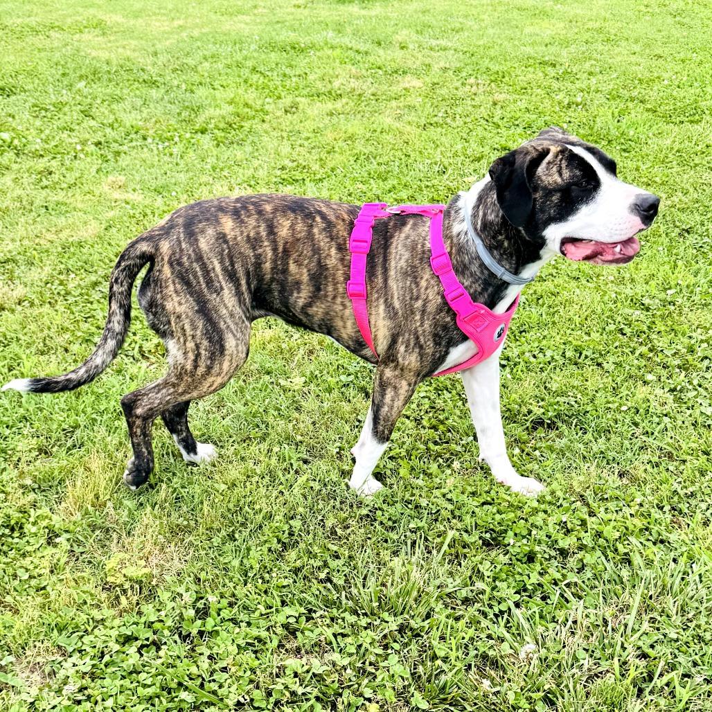 Bella, a Adoptable mixed breed in Springfield, MO image 3/4
