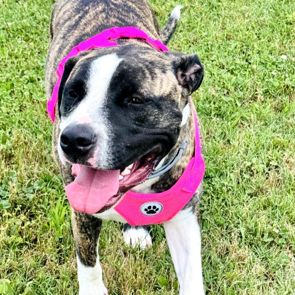 Bella, a Adoptable mixed breed in Springfield, MO image 4/4