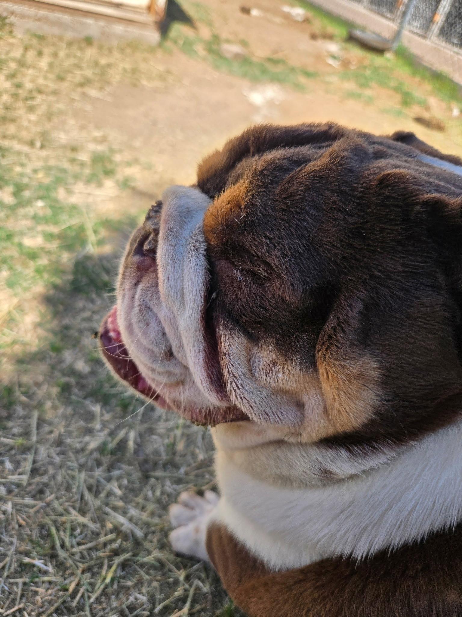 Mack, Adopted, Young Male English Bulldog.
