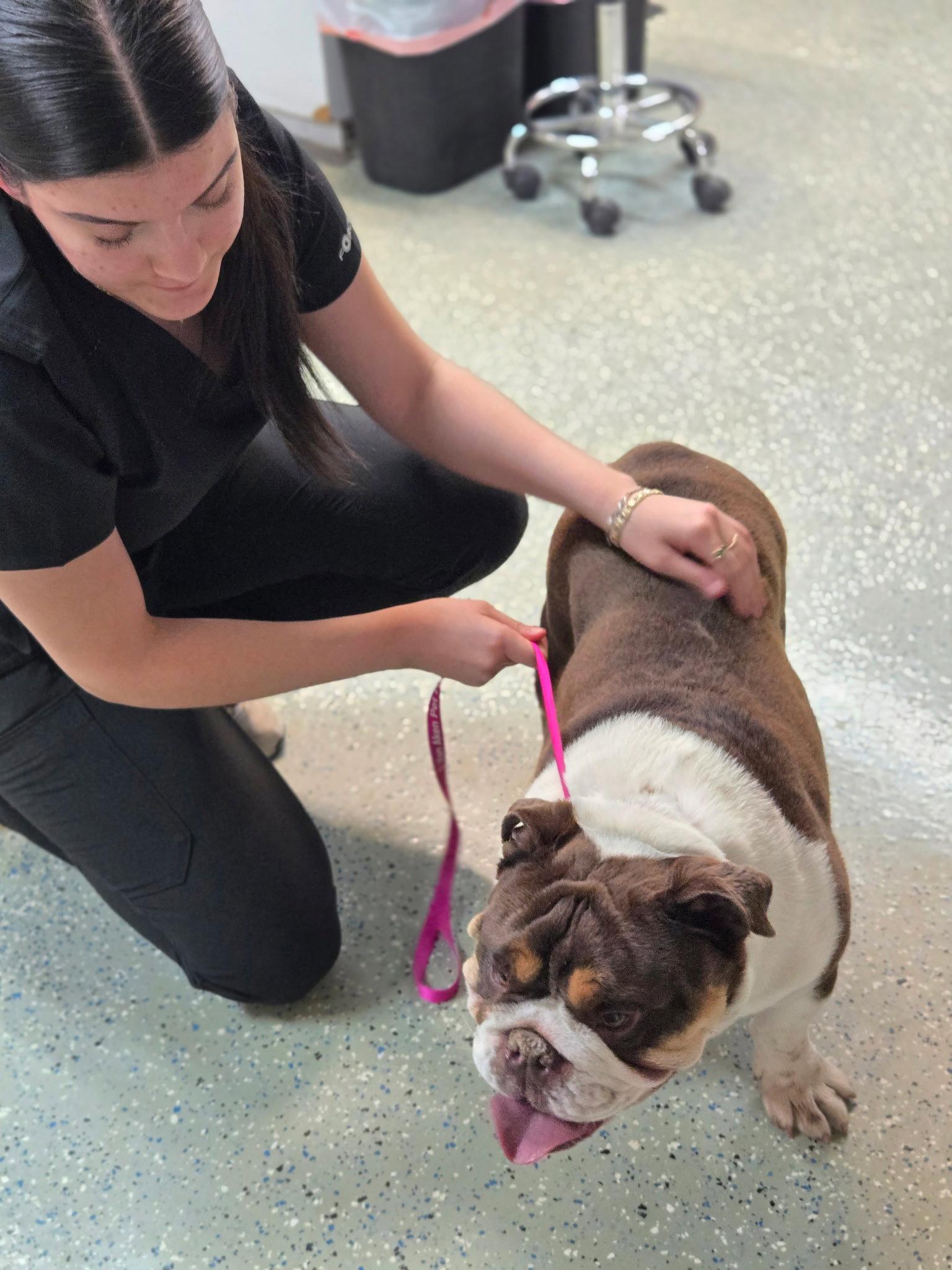 Mack, a Adopted English Bulldog in Glendale, AZ image 2/2