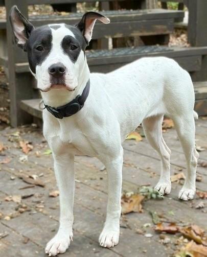 Enlarge Tiara- 53241, a Adoptable mixed breed in Columbia, MD image 6/6