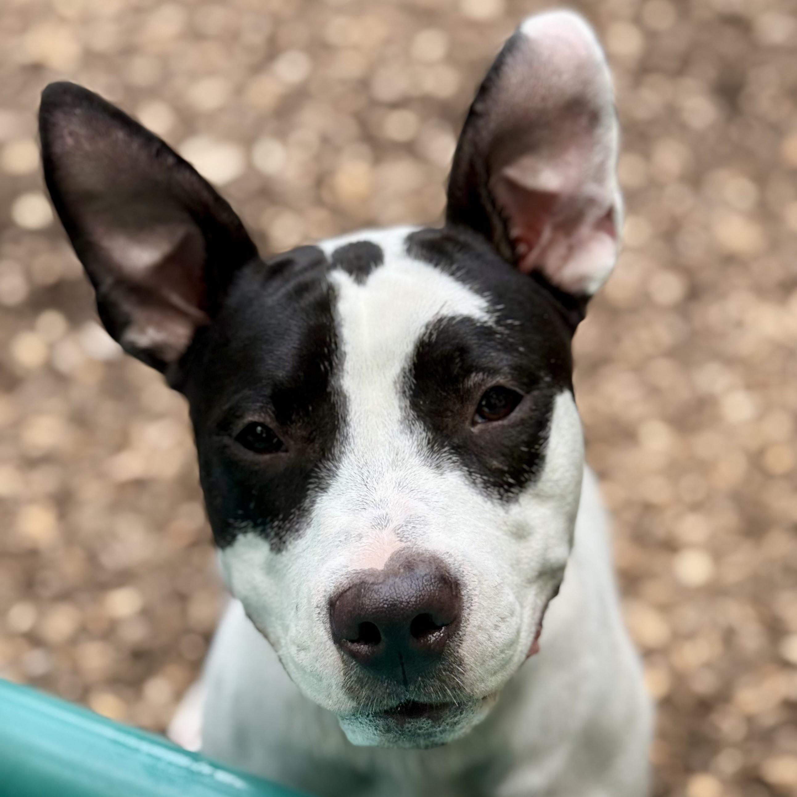 Enlarge Tiara- 53241, a ADOPTABLE mixed breed in Columbia, MD image 2/5