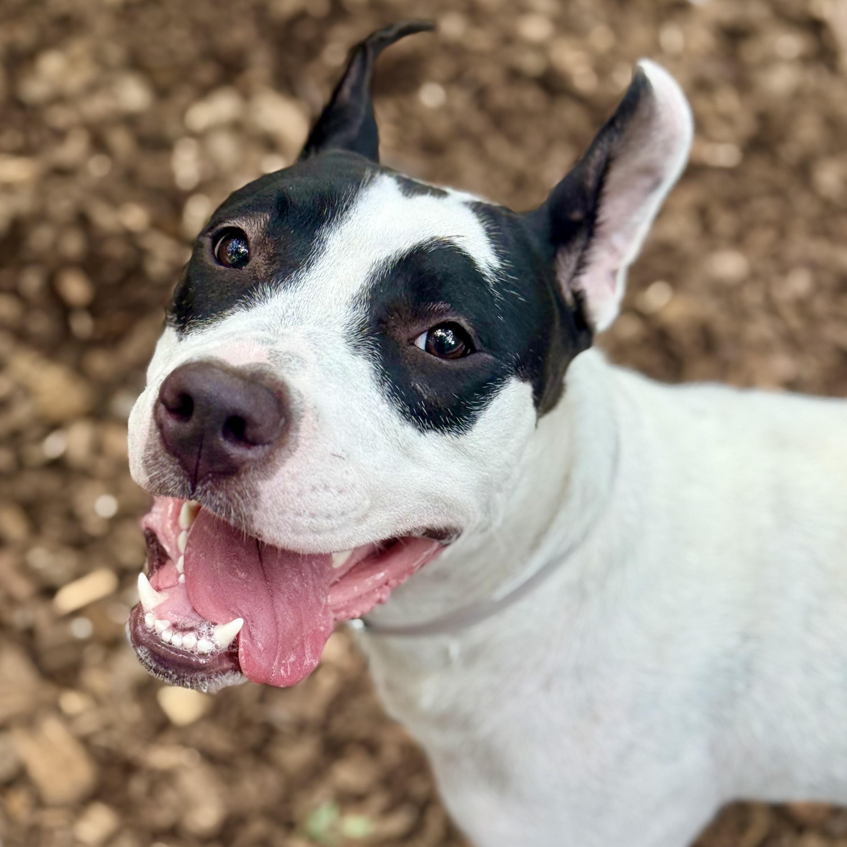 Enlarge Tiara- 53241, a ADOPTABLE mixed breed in Columbia, MD image 3/5