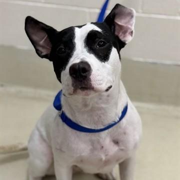 Enlarge Tiara- 53241, a ADOPTABLE mixed breed in Columbia, MD image 5/5