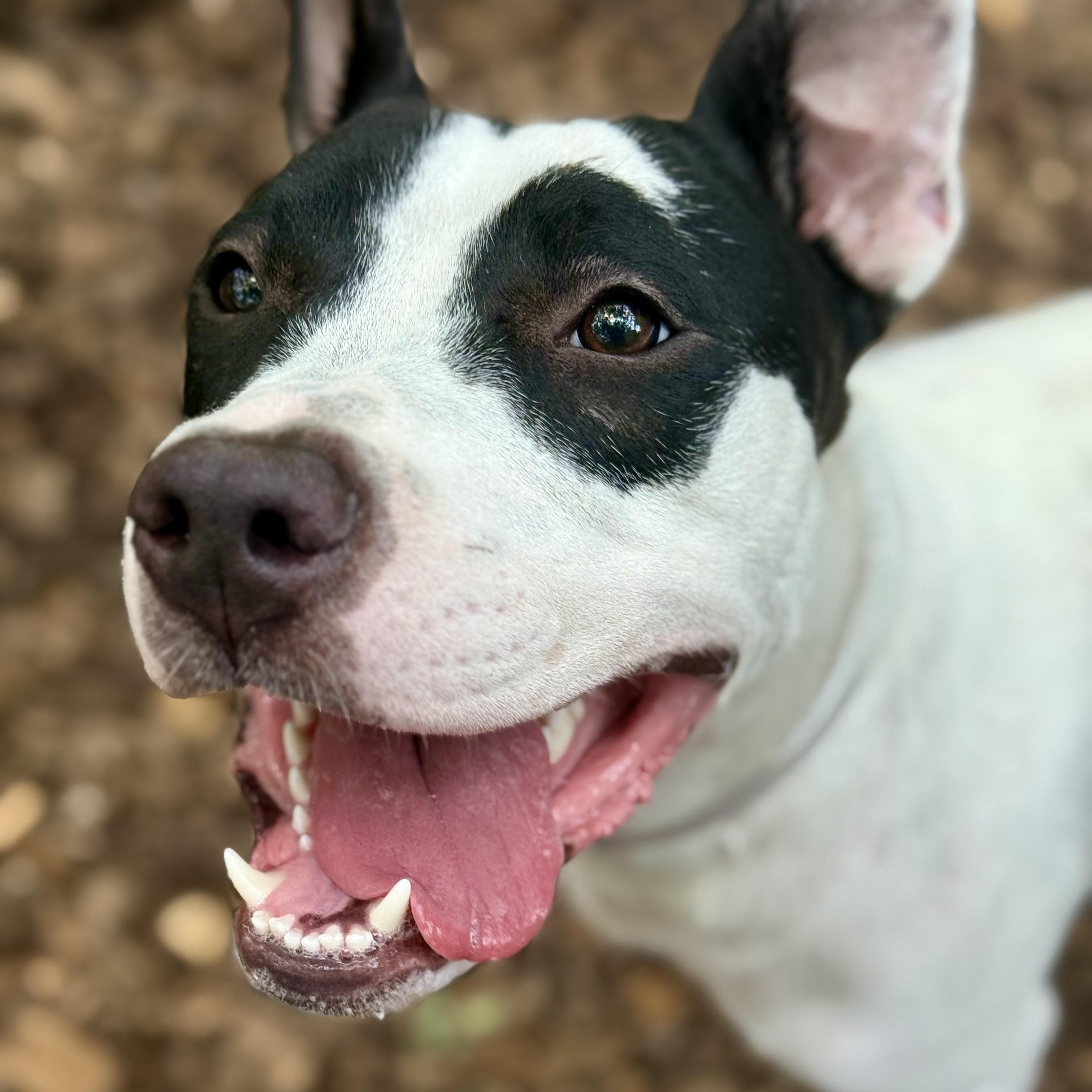 Tiara- 53241, ADOPTABLE, Young Female Pit Bull Terrier.